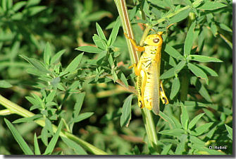grasshopper_sm 3