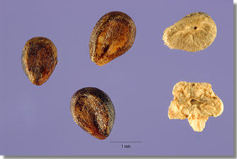kochia_seed_sm