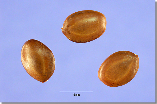 mesquite_ beans mesquite_ beans