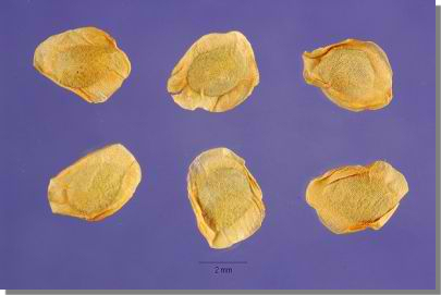Mentzelia_seed_sm Mentzelia_seed_sm