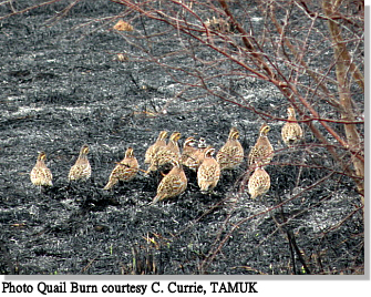 Quail_Burn_K_Ranch_Chase_Currie_sm