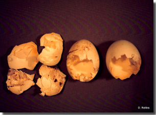 eggsshells_sm