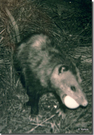 possum_sm