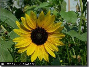 sunflower_sm