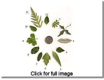 leafwheel_sm
