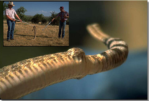 rattler2